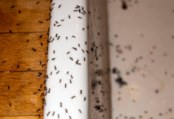 Best Commercial Pest Control Services  in Huntertown, IN