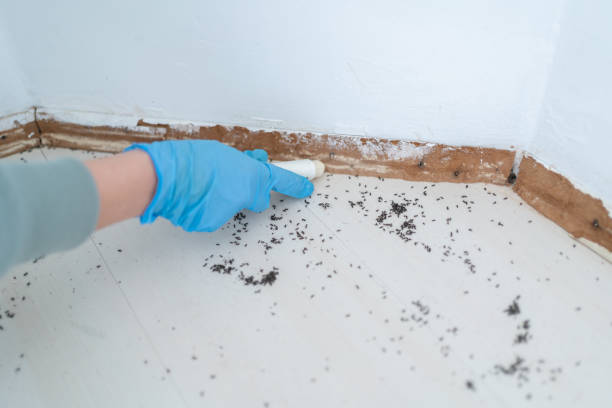 Best Flea Control Services  in Huntertown, IN